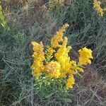 Solidago speciosa 花