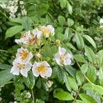 Rosa multiflora Kukka