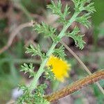 Anacyclus radiatus Leht