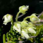 Phyllodoce glanduliflora Kvet