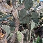 Opuntia streptacantha Leaf