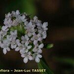 Valerianella coronata Flor