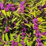 Callicarpa americanaFruit