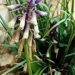 Bellevalia trifoliata 花