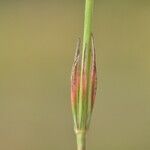 Crucianella angustifolia Fuelha