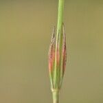 Crucianella angustifolia Leaf