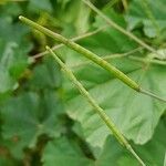 Brassica tournefortii Fruit