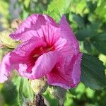 Hibiscus syriacusBloem