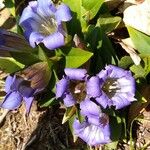 Gentiana scabra Květ