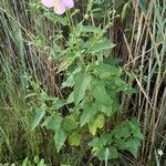 Kosteletzkya pentacarpos Libunga