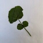 Cardamine raphanifolia 葉