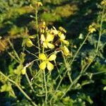 Brassica fruticulosa Fleur