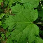 Oplopanax horridus Hoja