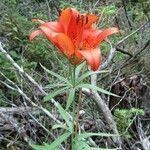 Lilium philadelphicum ফুল