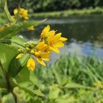 Lysimachia vulgarisFlower