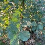 Alnus glutinosaFuelha