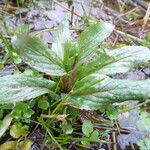 Epilobium tetragonum Leaf