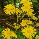 Doronicum austriacum Kita