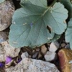 Erodium glaucophyllum ᱥᱟᱠᱟᱢ