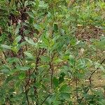 Clethra alnifolia Hoja