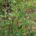 Clethra alnifolia Fuelha