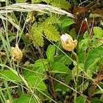 Petrorhagia prolifera Blüte