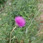 Cirsium canum പുഷ്പം