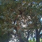 Quercus suber Flower