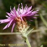 Centaurea decipiens Flor