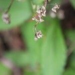 Ageratina riparia Fruit