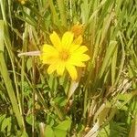 Wyethia angustifolia Fiore