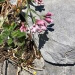 Asperula pyrenaica 花