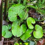 Petasites pyrenaicus Blatt
