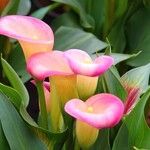 Zantedeschia rehmannii Flower