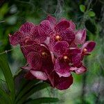 Vanda coerulescensFloare