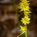 Carex echinata Gyümölcs