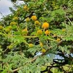 Acacia nilotica Λουλούδι