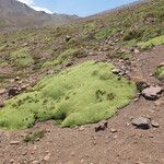 Laretia acaulis Hoja