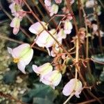 Begonia hydrocotylifolia Flower
