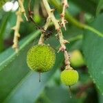 Arbutus × andrachnoides Vili