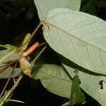 Anthurium microspadix List