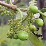 Multidentia crassa Frukto