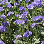 Phacelia ciliata 整株植物