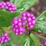 Callicarpa dichotoma Meyve