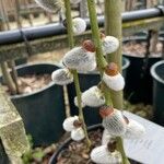 Salix discolor Blüte