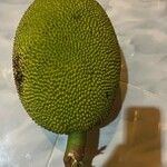 Artocarpus integer Fruit