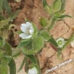 Cerastium dichotomum Leaf