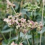 Mirabilis nyctaginea Flower