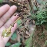 Duguetia stelechantha Flower