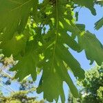 Quercus frainetto Frunză